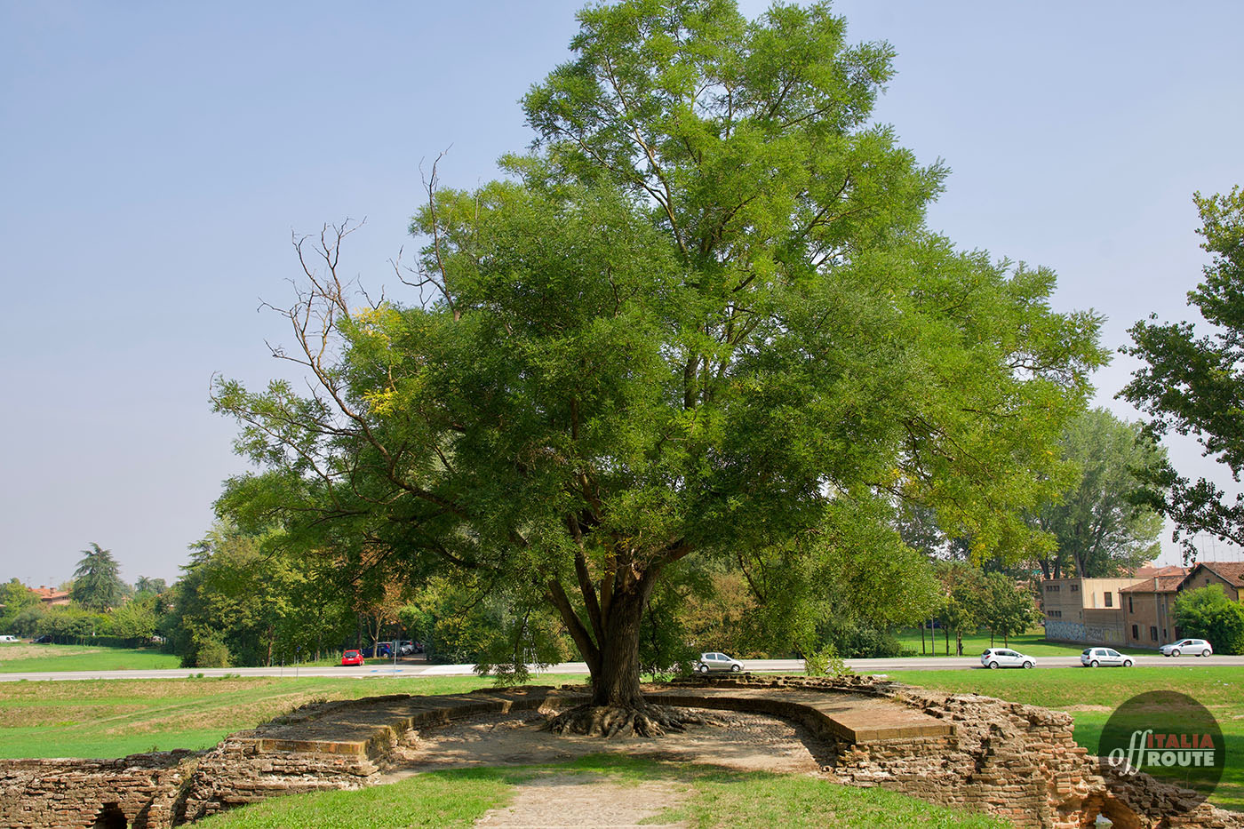 Un albero sui torroncini circolari delle mura di Ferrara